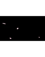 ویدیو فوتیج بارش کلبرگ گل رز - 5 عدد ویدوی آماده گلبرگ گل - Image 4