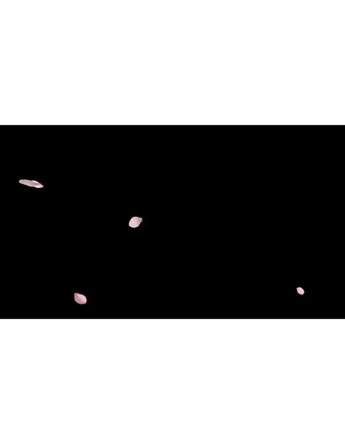 ویدیو فوتیج بارش کلبرگ گل رز - 5 عدد ویدوی آماده گلبرگ گل - Image 4