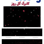 ویدیو فوتیج بارش کلبرگ گل رز